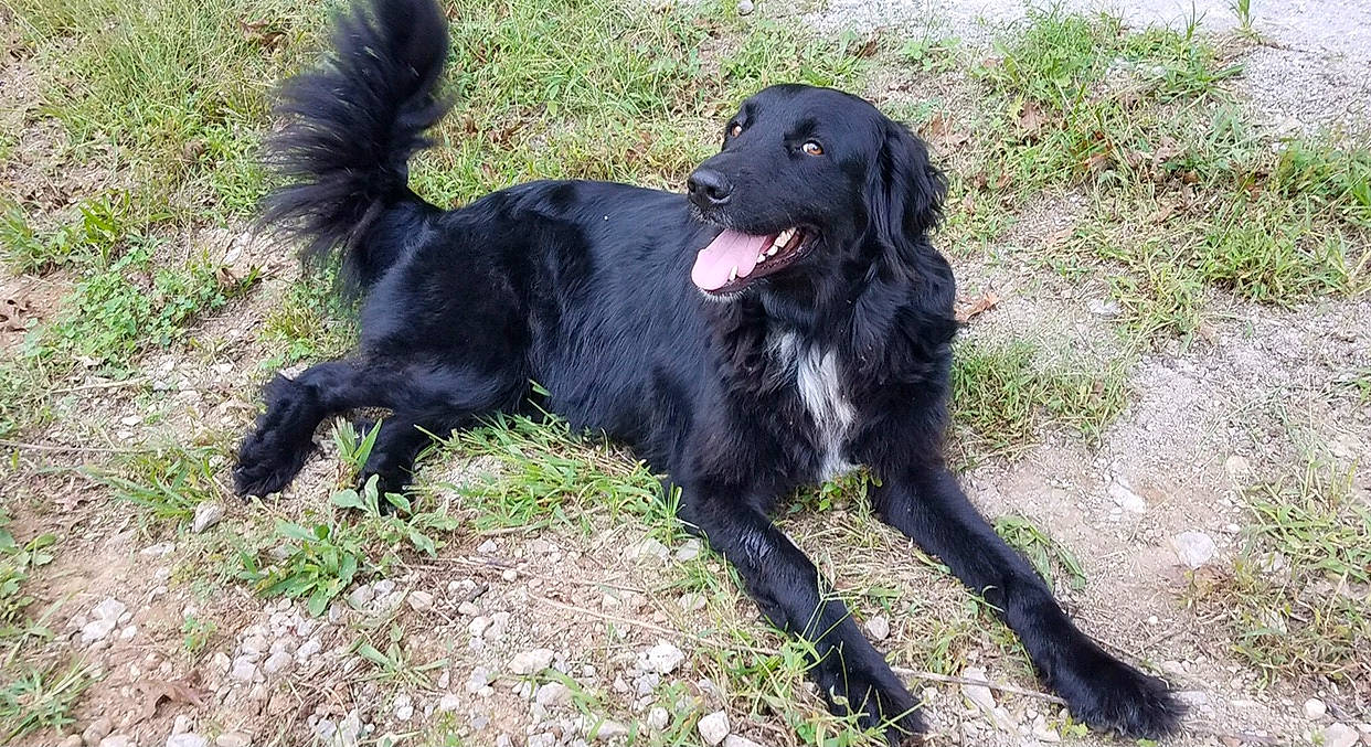 Pavlov Socrates joined the competition — help win amazing prizes! borador, canidae, carnivore, companion_dog, dog, dog_breed, dog_collar, fur, grass, gun_dog, labrador_retriever, plant, retriever, snout, sporting_group, tail, terrestrial_animal, watch, working_animal, working_dog