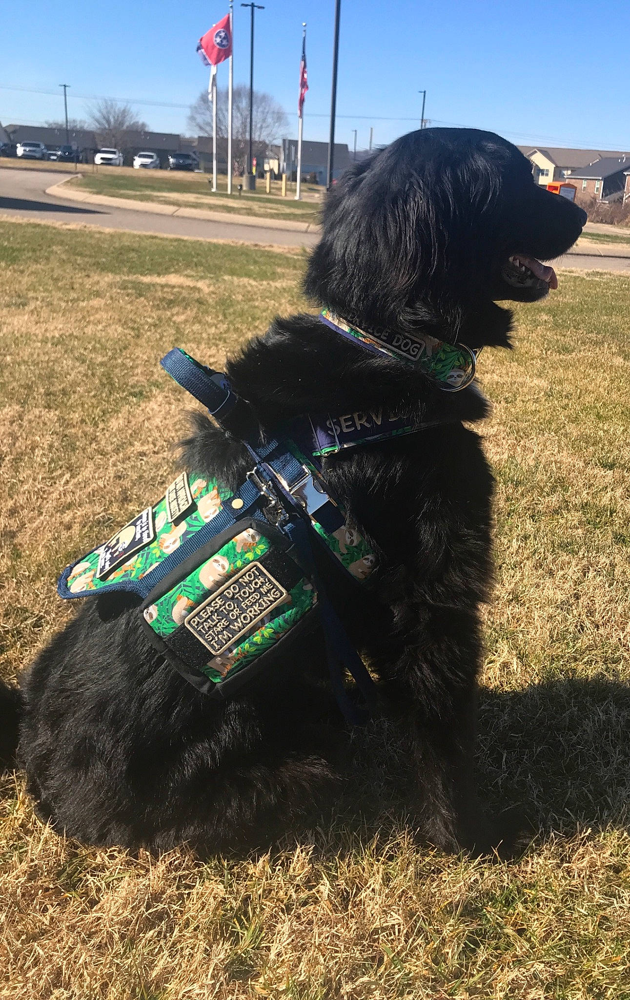 Pavlov Socrates is registered to the contest to win money with this photo: asphalt, automotive_exterior, automotive_tire, car, carnivore, collar, companion_dog, dog, dog_breed, dog_collar, dog_supply, grass, leash, sky, soil, sporting_group, tire, vehicle, wheel, working_animal