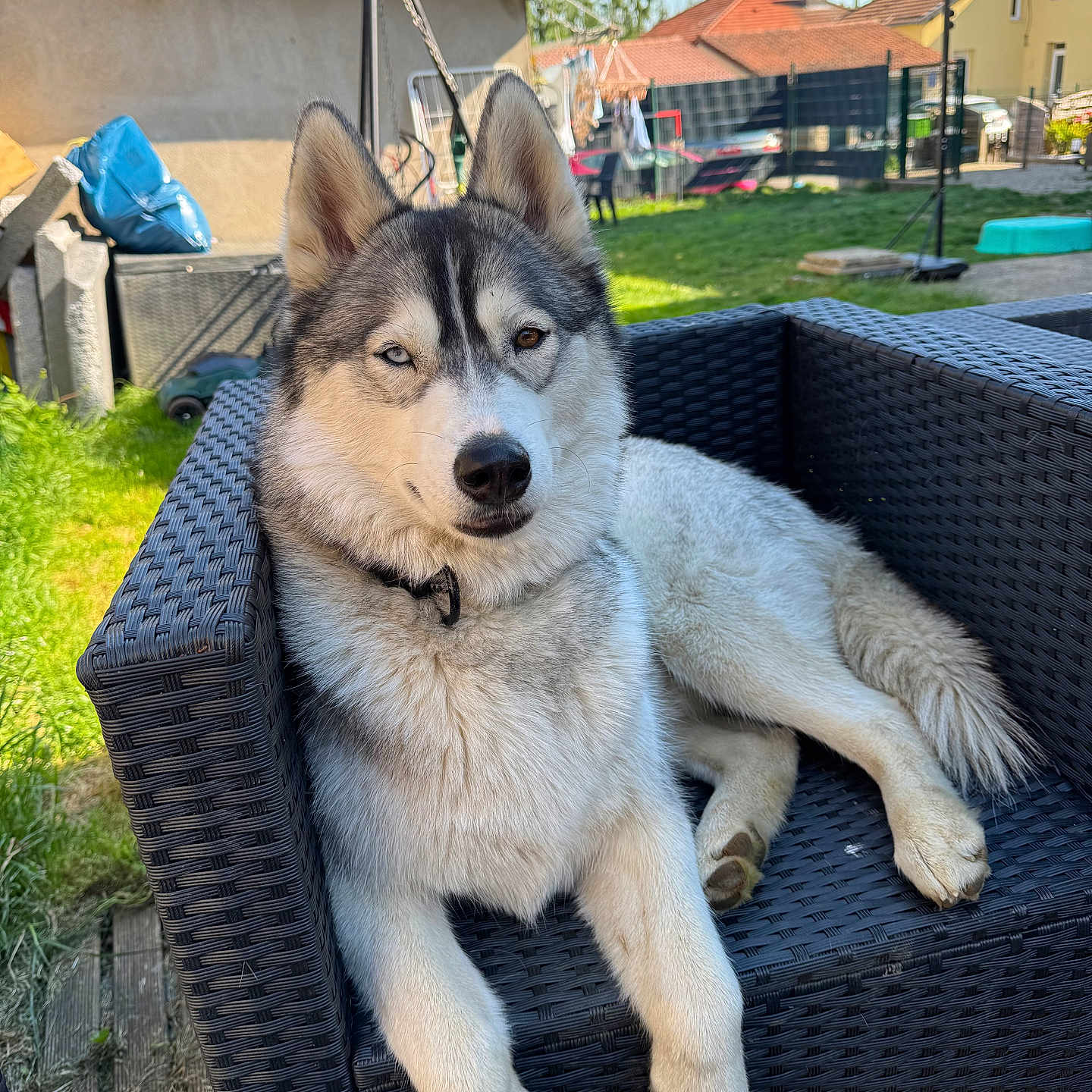 Ulysse a rejoint le concours — aidez-le/la à gagner de superbes lots ! animal, backyard, canine, chair, daytime, dog, fence, fur, grass, heterochromia, house, husky, leisure, nature, outdoor, paw, pet, portrait, relaxed, sunlight