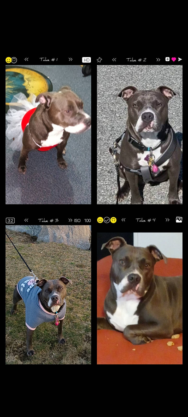 Love is registered to the contest to win money with this photo: canidae, carnivore, collar, companion_dog, dog, dog_breed, dog_collar, dog_supply, fashion_accessory, fawn, fur, green, liver, mammal, pet_supply, photograph, snout, sporting_group, vertebrate, working_animal