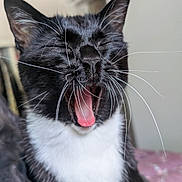 Carmilla is registered to the contest to win money with this photo: cat, black_and_white, yawning, tongue, whiskers, indoor, pet, feline, close_up, fur, sleepy, cute, animal, nose, mouth, ears, soft_texture, relaxed, bed, cozy
