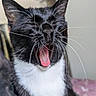 cat, black_and_white, yawning, tongue, whiskers, indoor, pet, feline, close_up, fur, sleepy, cute, animal, nose, mouth, ears, soft_texture, relaxed, bed, cozy