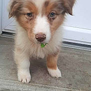 Ace a rejoint le concours — aidez-le/la à gagner de superbes lots ! puppy, dog, cute, fur, brown, white, leaf, outdoor, concrete, step, door, pet, animal, young, adorable, closeup, portrait, standing, front_view, curious