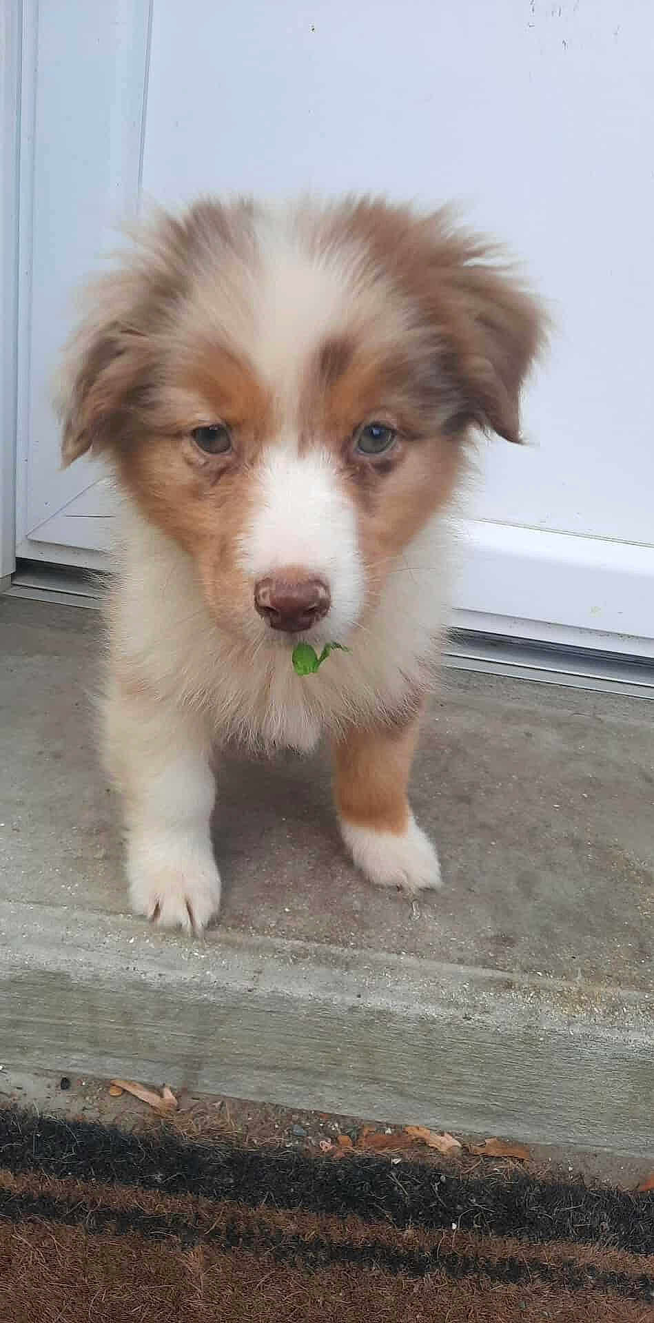 Ace a rejoint le concours — aidez-le/la à gagner de superbes lots ! puppy, dog, cute, fur, brown, white, leaf, outdoor, concrete, step, door, pet, animal, young, adorable, closeup, portrait, standing, front_view, curious