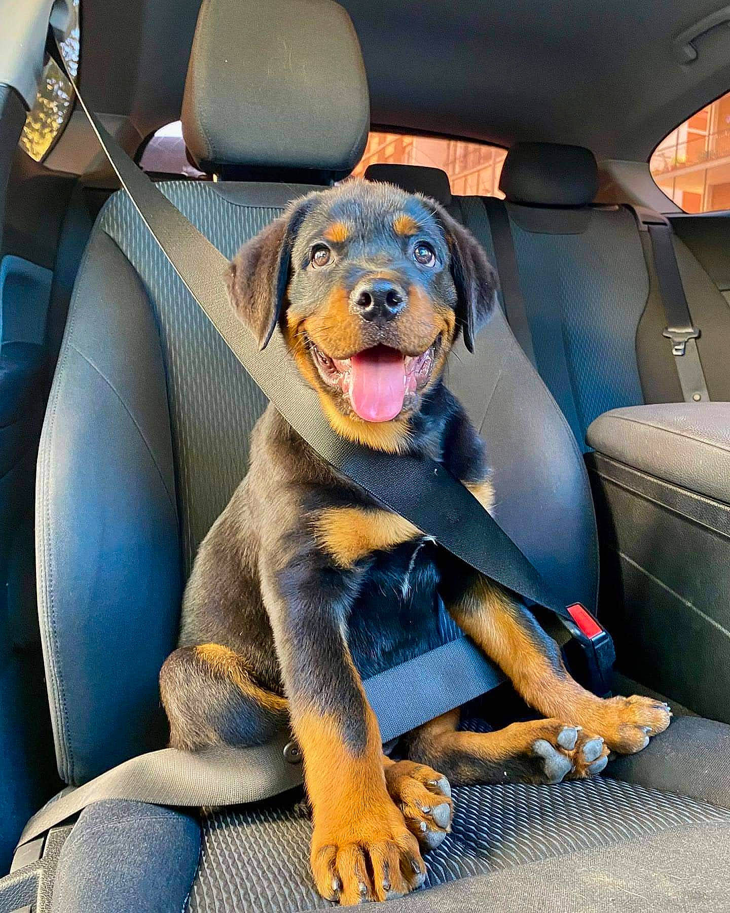 Srgt Gunner joined the competition — help win amazing prizes! auto_part, automotive_design, automotive_exterior, car, car_seat, car_seat_cover, carnivore, comfort, companion_dog, dog, dog_breed, family_car, head_restraint, luxury_vehicle, motor_vehicle, smile, snout, vehicle, vehicle_door, window