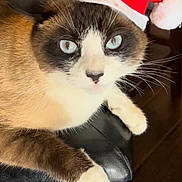 Sassy is registered to the contest to win money with this photo: animal, blue_eyes, brown_and_white, cat, chair, christmas, cute, domestic_cat, feline, festive, fur, hat, holiday, holly, indoor, pet, relaxed, santa_hat, whiskers, wood_floor