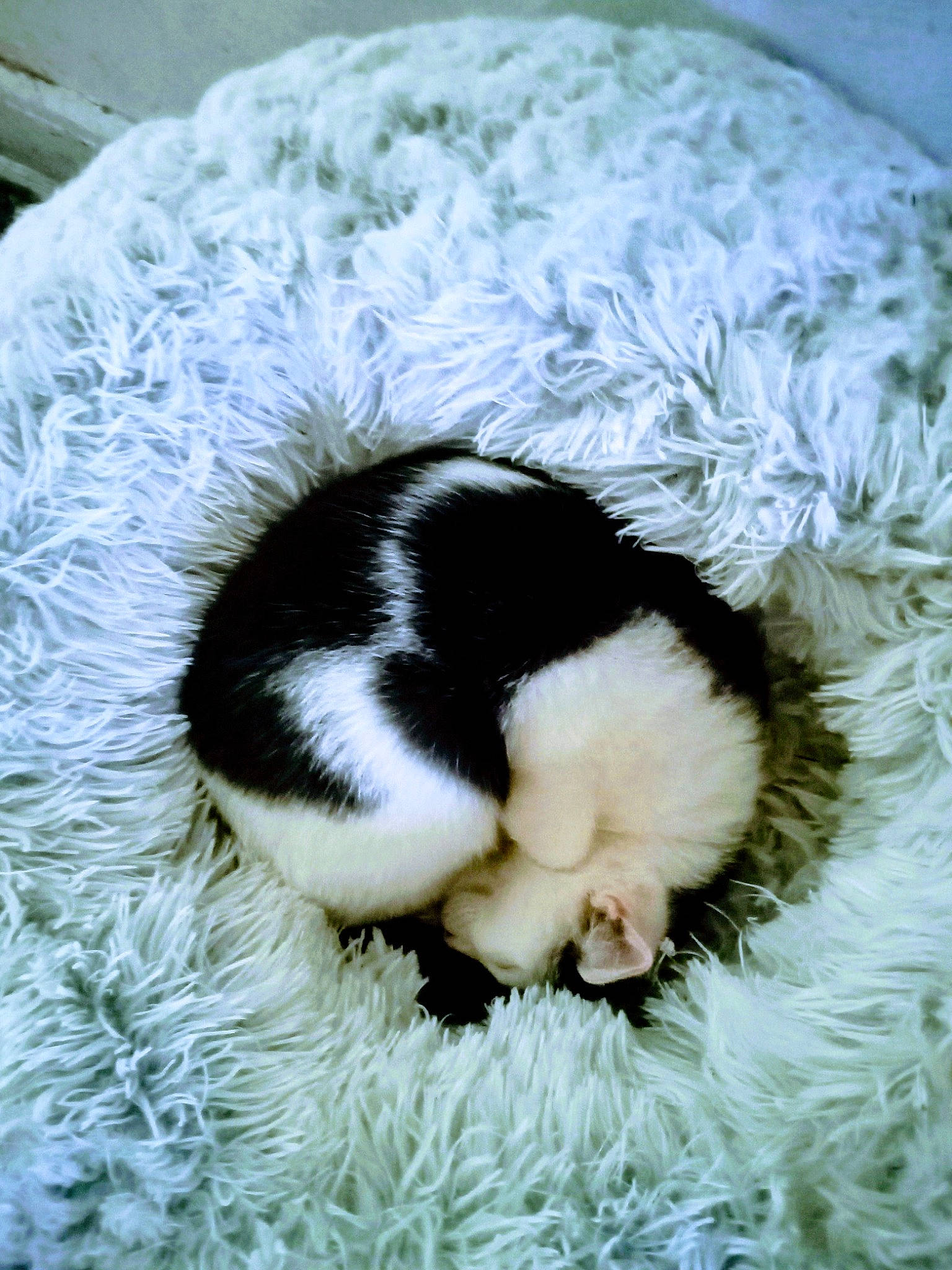 Buttercup joined the competition — help win amazing prizes! canidae, carnivore, cat, claw, comfort, companion_dog, dog_breed, domestic_short_haired_cat, fawn, felidae, fur, grass, nap, paw, small_to_medium_sized_cats, snout, sporting_group, tail, terrestrial_animal, whiskers