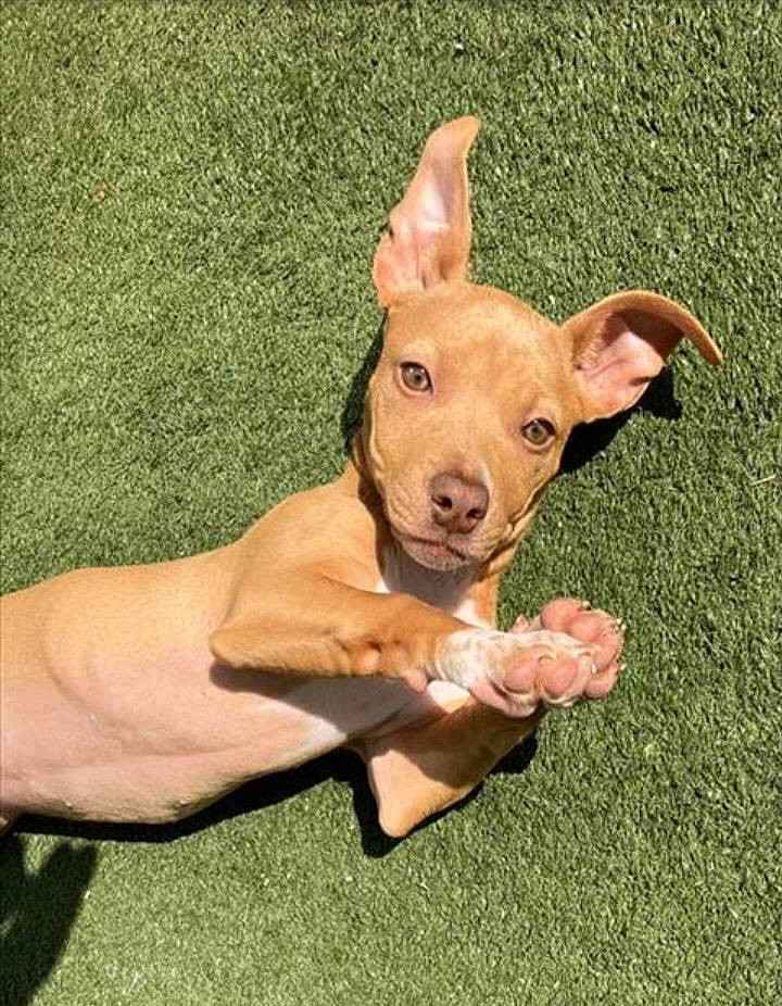 Daisy Mae is registered to the contest to win money with this photo: canidae, carnivore, companion_dog, dog, dog_breed, dog_supply, ear, eye, fawn, gesture, grass, happy, liver, snout, sporting_group, terrestrial_animal, thumb, whiskers, working_animal, wrist