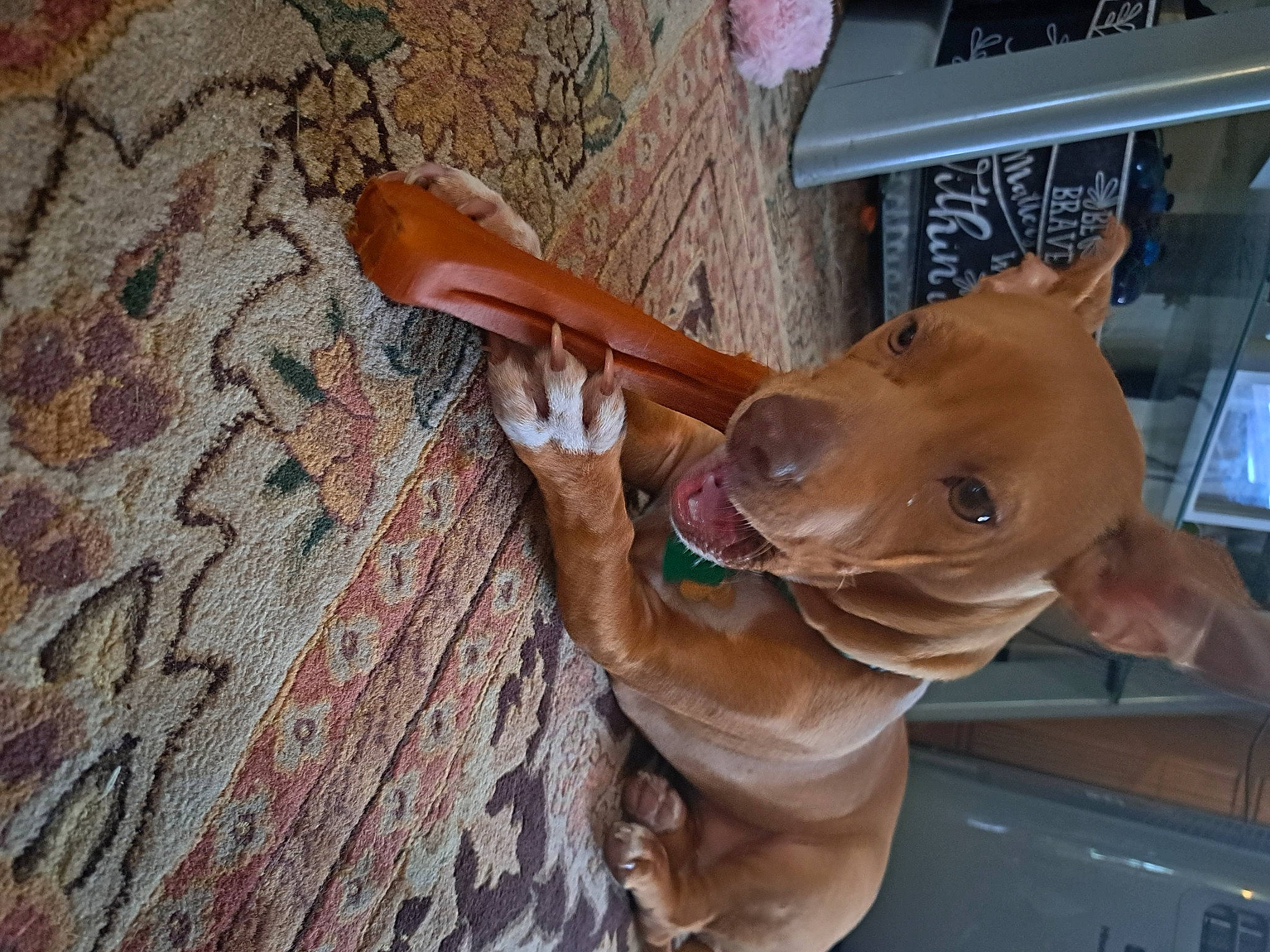 Daisy Mae joined the competition — help win amazing prizes! brown, carnivore, collar, companion_dog, dog, dog_breed, door, ear, fawn, flooring, guard_dog, hardwood, human_leg, liver, snout, tail, window, wood, working_animal, wrinkle