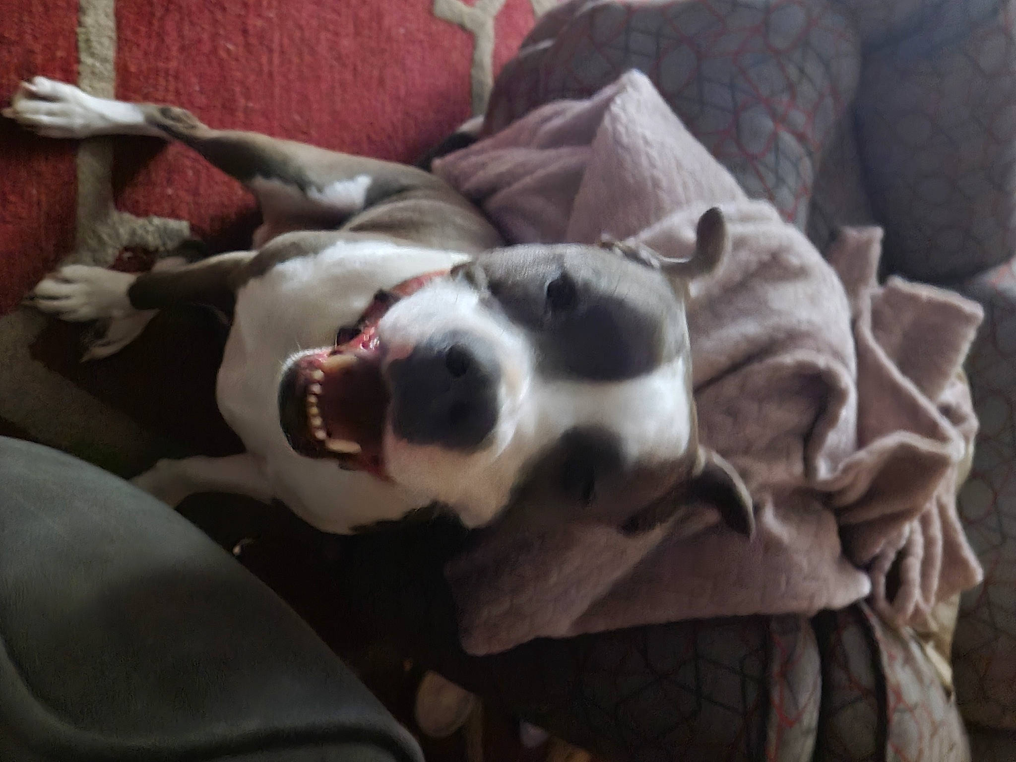 Ollie joined the competition — help win amazing prizes! canidae, carnivore, comfort, companion_dog, couch, dog, dog_breed, fawn, felidae, fur, guard_dog, linens, nap, non_sporting_group, pillow, snout, sporting_group, whiskers