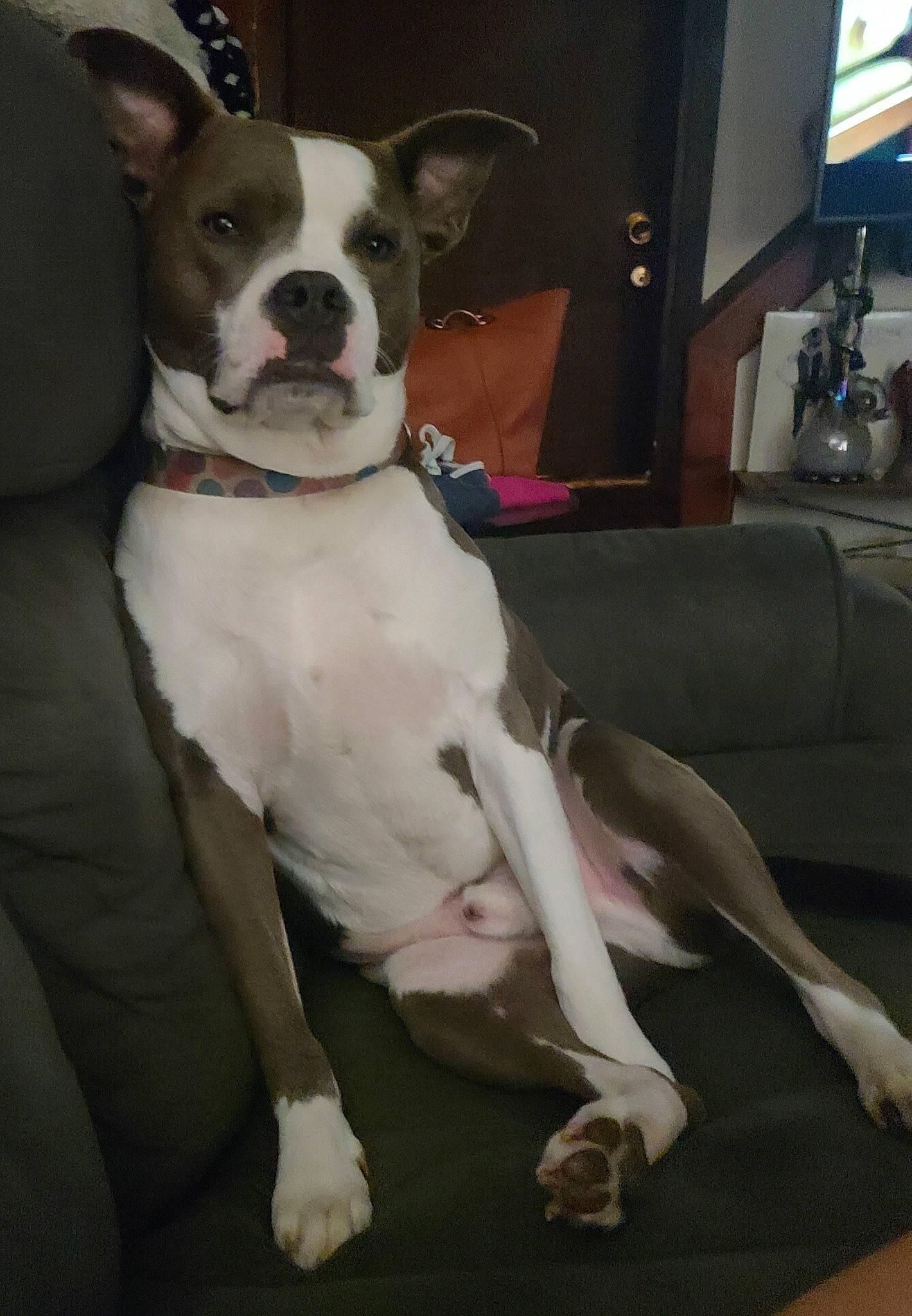 Ollie is registered to the contest to win money with this photo: boston_terrier, cable_television, carnivore, collar, comfort, companion_dog, couch, dog, dog_breed, dog_collar, fawn, fur, lamp, molosser, picture_frame, snout, sporting_group, television, whiskers, working_animal