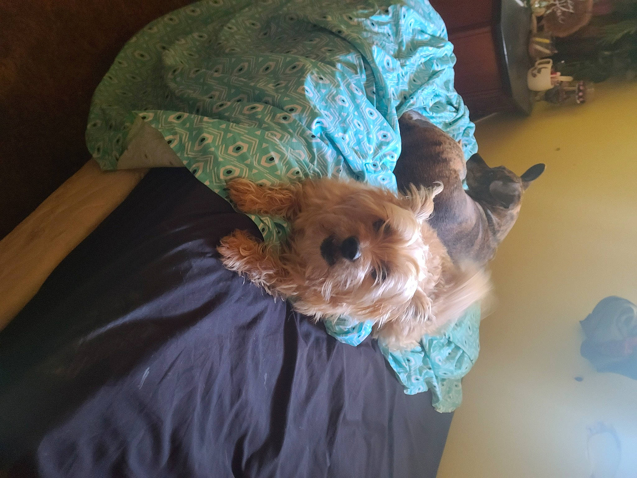 Bentley is registered to the contest to win money with this photo: canidae, carnivore, companion_dog, dog, dog_breed, dog_clothes, dog_supply, fawn, fur, hat, liver, small_terrier, snout, sporting_group, sunglasses, terrier, toy, toy_dog, working_animal, yorkshire_terrier