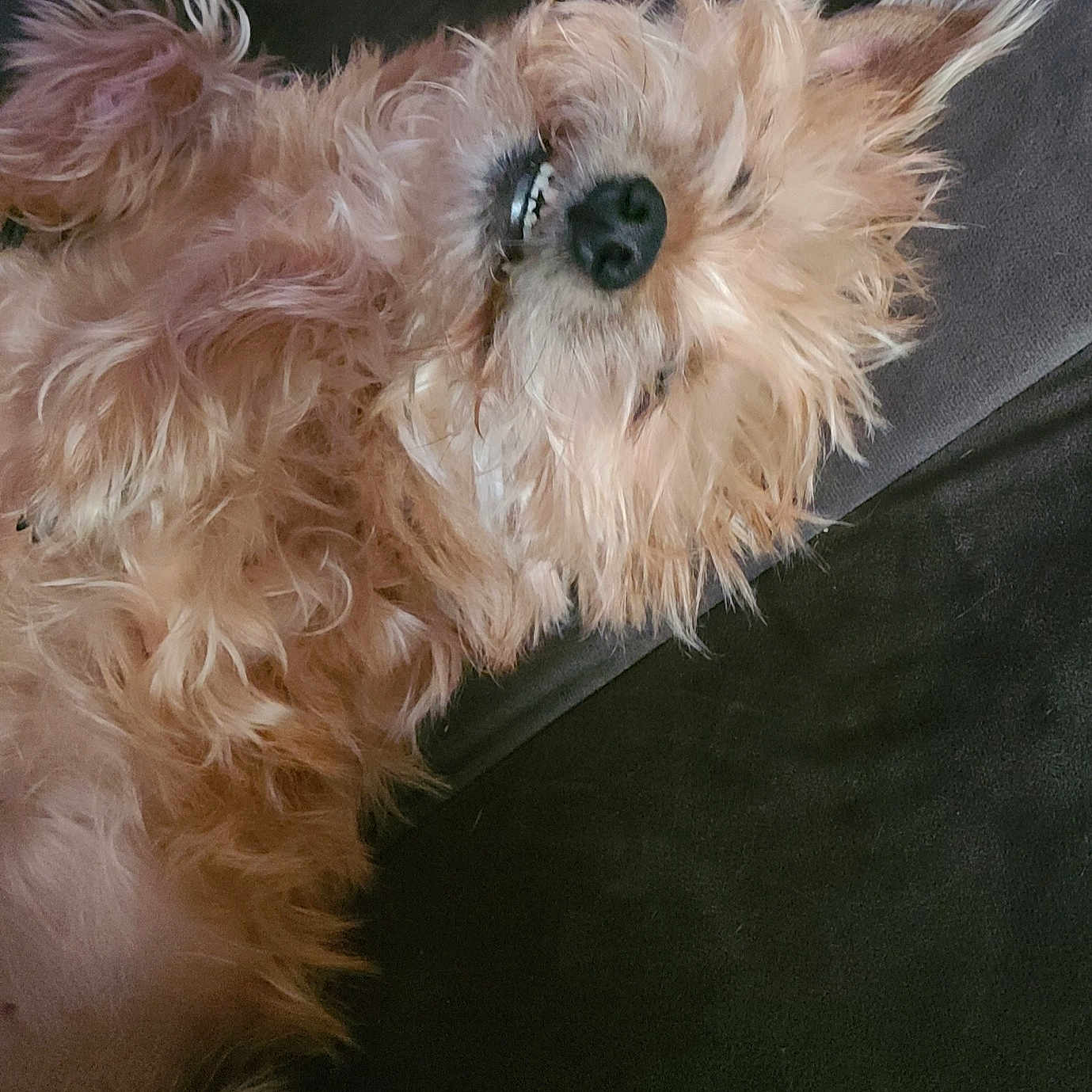 Bentley