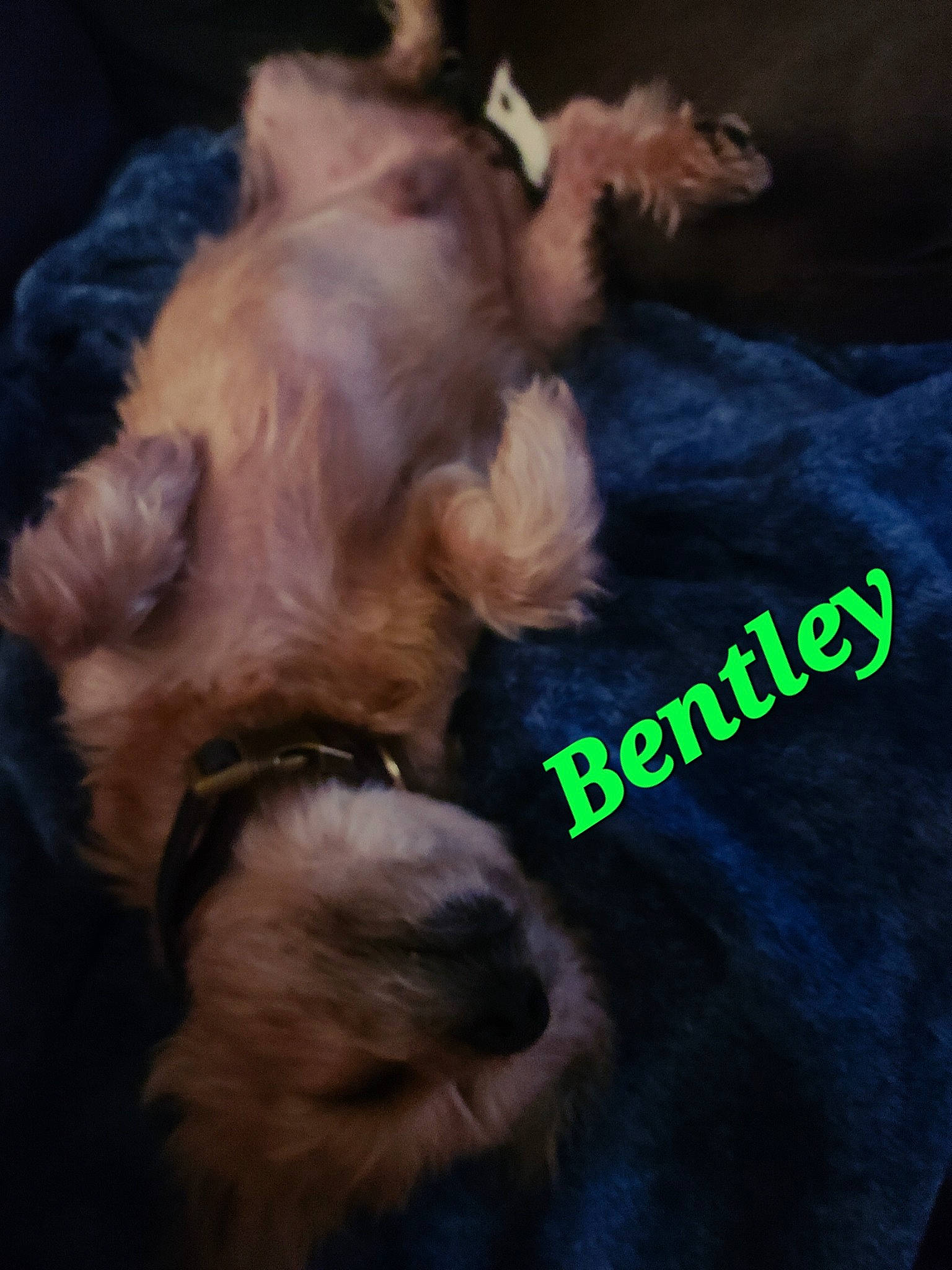 Bentley joined the competition — help win amazing prizes! brown, carnivore, companion_dog, darkness, dog, dog_breed, dog_supply, fawn, font, fur, liver, paw, photo_caption, puppy_love, sleeve, sporting_group, tail, toy_dog, whiskers, working_animal