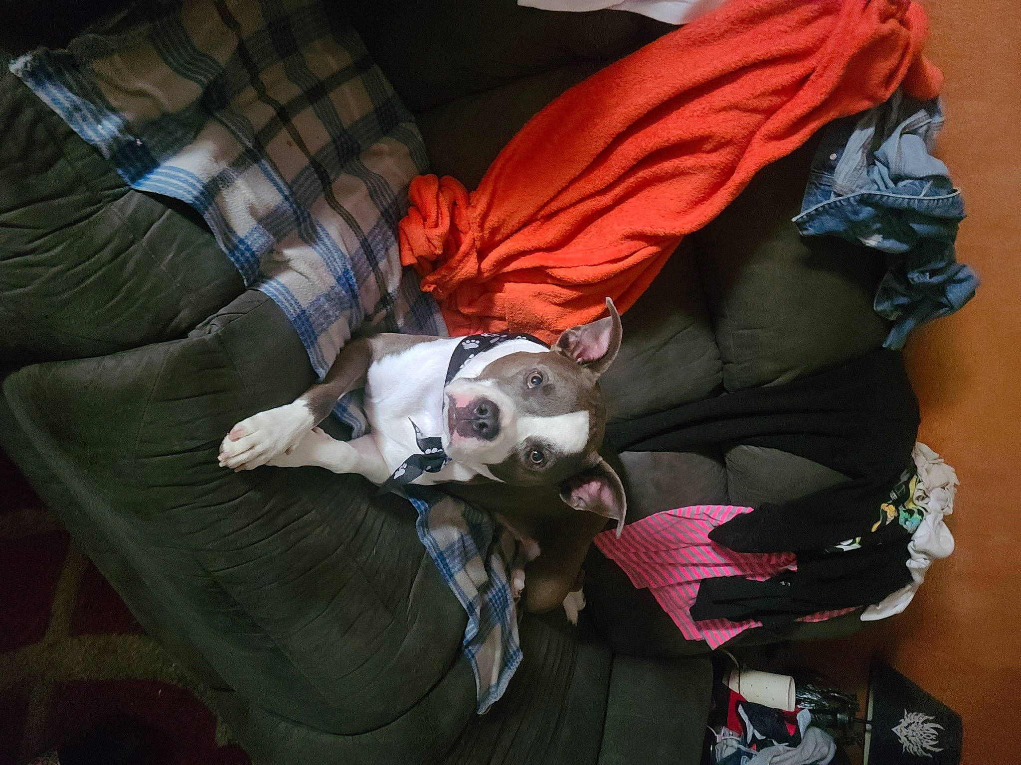 Ollie is registered to the contest to win money with this photo: baby_products, bag, carmine, carnivore, comfort, companion_dog, couch, fictional_character, lap, linens, nap, personal_protective_equipment, plaid, room, sitting