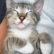 Rocky joined the competition — help win amazing prizes! animal, blanket, cat, closed_eyes, comfort, cozy, cute, ears, furry, indoor, kitten, nose, paws, pet, resting, sleeping, soft, tabby, whiskers, white_fur