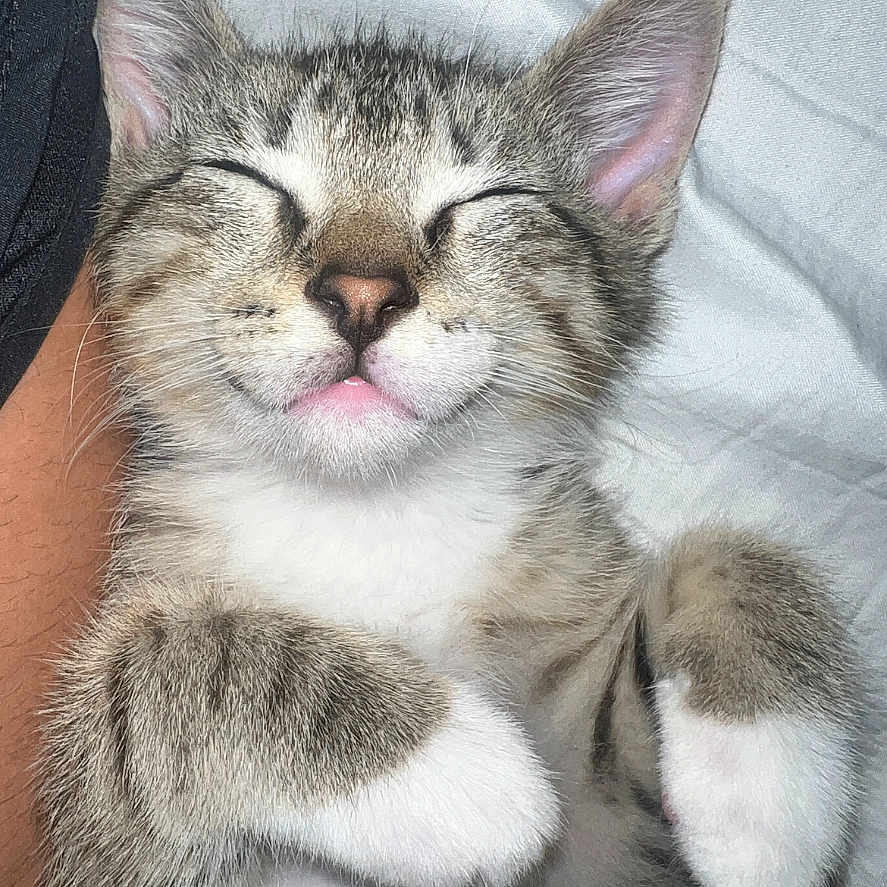 Rocky joined the competition — help win amazing prizes! animal, blanket, cat, closed_eyes, comfort, cozy, cute, ears, furry, indoor, kitten, nose, paws, pet, resting, sleeping, soft, tabby, whiskers, white_fur