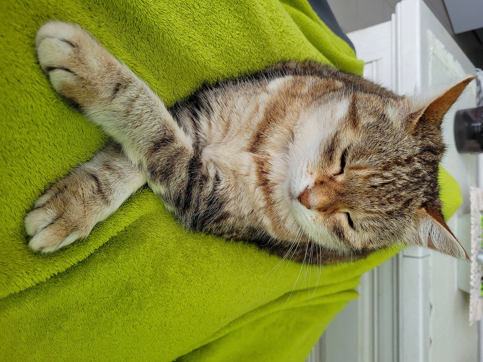 Bella participe au concours pour gagner de l'argent avec cette photo : carnivore, cat, claw, comfort, domestic_short_haired_cat, felidae, fur, gesture, nap, paw, sleep, small_to_medium_sized_cats, snout, tail, whiskers