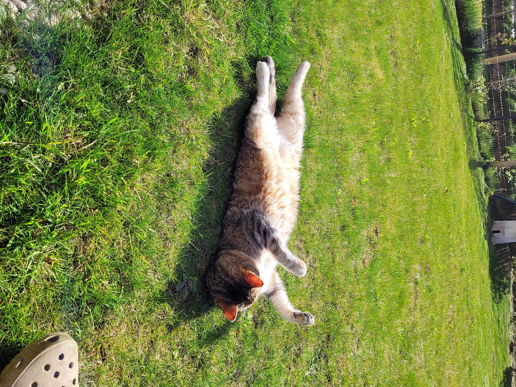 Bella participe au concours pour gagner de l'argent avec cette photo : canidae, carnivore, companion_dog, dog_breed, felidae, fur, grass, groundcover, lawn, leisure, plant, shrub, small_to_medium_sized_cats, sporting_group, tail, terrestrial_animal, tree, trunk, whiskers, wildlife