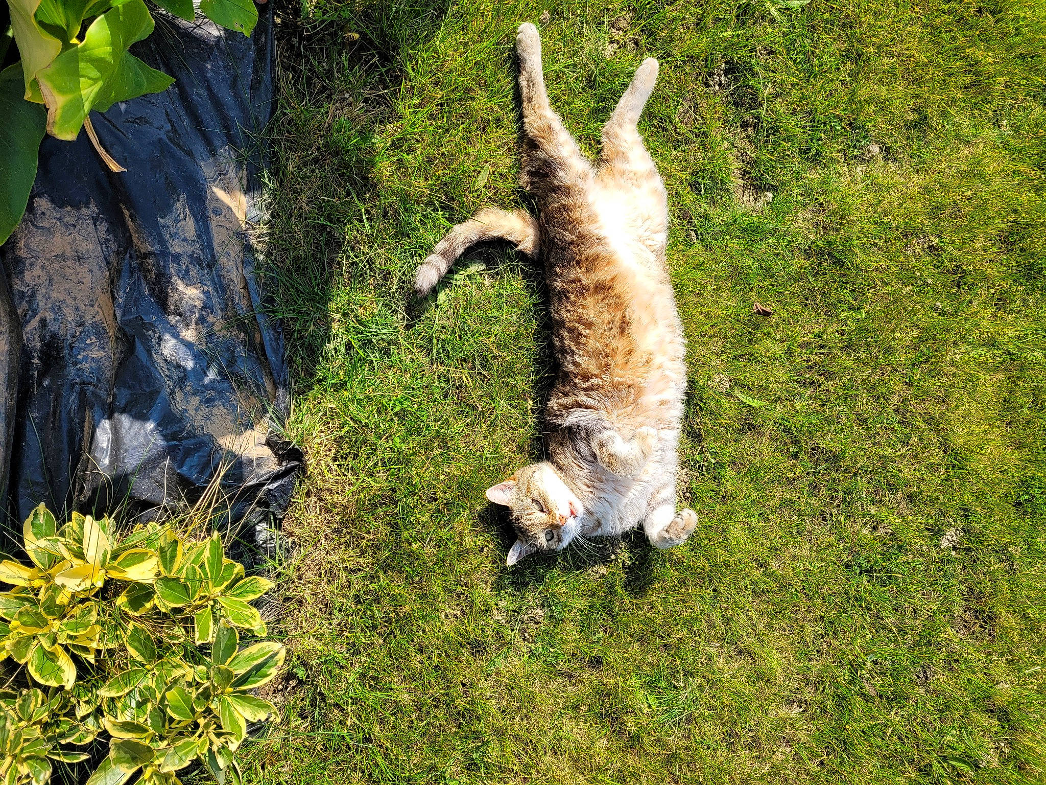 Bella participe au concours pour gagner de l'argent avec cette photo : carnivore, cat, dog_breed, domestic_short_haired_cat, falconiformes, fawn, felidae, fur, grass, groundcover, plant, small_to_medium_sized_cats, tail, terrestrial_animal, tree, trunk, vegetation, whiskers, wildlife, wood