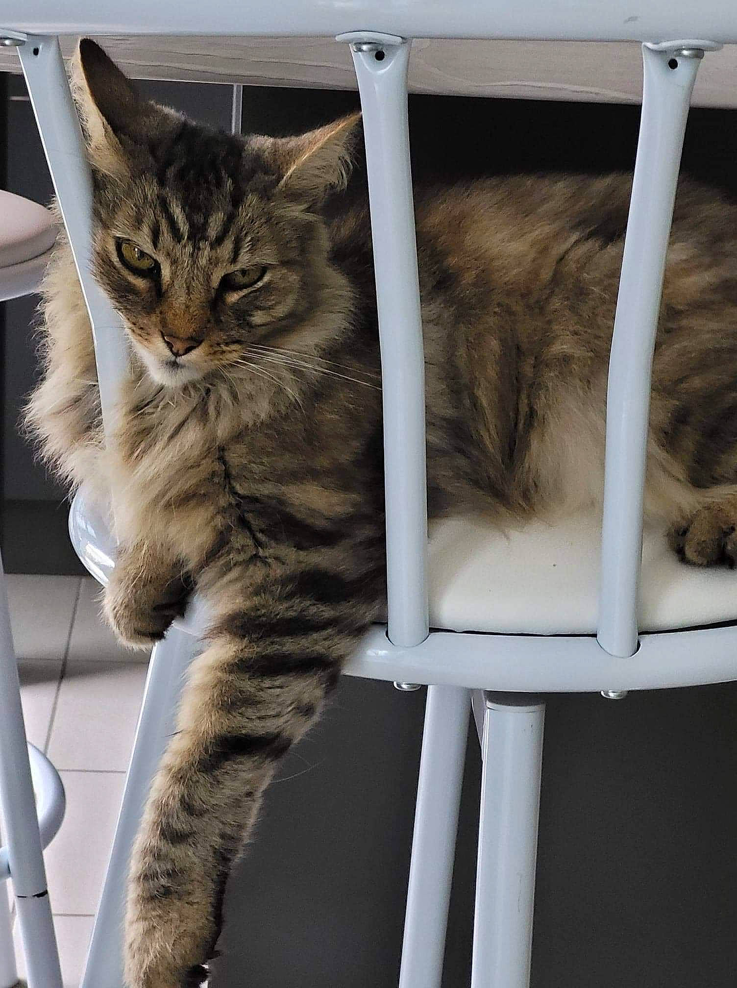 Bounty participe au concours pour gagner de l'argent avec cette photo : carnivore, cat, cat_supply, claw, comfort, domestic_short_haired_cat, felidae, fur, metal, paw, small_to_medium_sized_cats, snout, tail, terrestrial_animal, whiskers