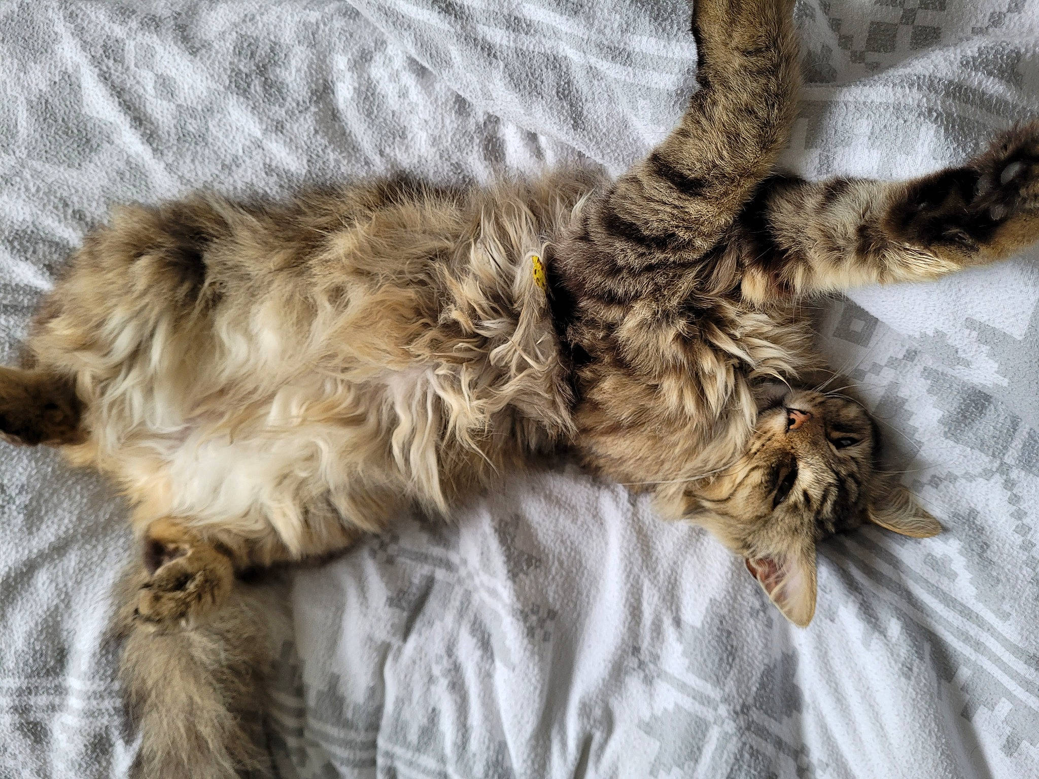 Bounty participe au concours pour gagner de l'argent avec cette photo : bed, carnivore, cat, claw, comfort, companion_dog, dog_breed, domestic_short_haired_cat, fawn, felidae, fur, grey, liver, nap, paw, small_to_medium_sized_cats, sporting_group, tail, terrier, whiskers