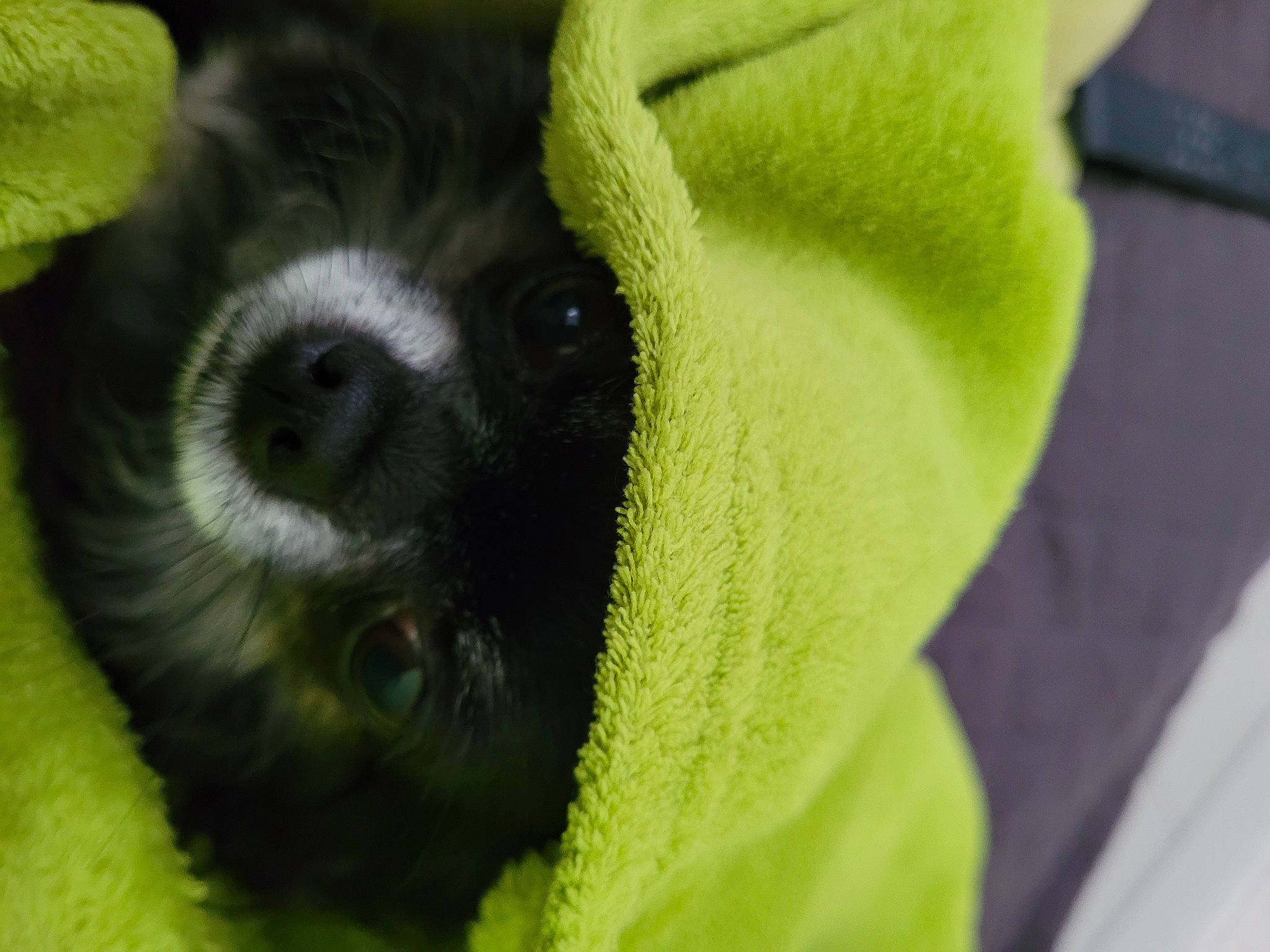 Louve a rejoint le concours — aidez-le/la à gagner de superbes lots ! canidae, carnivore, close_up, companion_dog, dog, dog_breed, fawn, fur, iris, non_sporting_group, paw, puppy, snout, sporting_group, terrestrial_animal, toy_dog, whiskers, working_animal