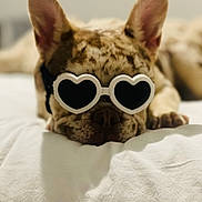 Pecas joined the competition — help win amazing prizes! dog, french_bulldog, sunglasses, heart_shaped, pet, bed, white_bed, relaxed, lying_down, ears, cute, animal, indoor, cozy, sleeping, close_up, portrait, soft_focus, funny, accessory