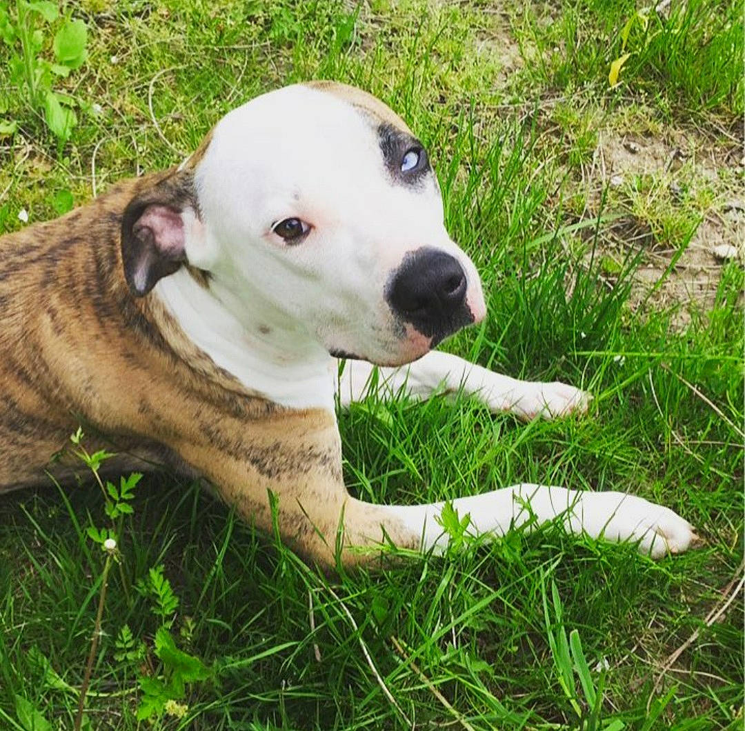 Twilla joined the competition — help win amazing prizes! canidae, carnivore, collar, companion_dog, dog, dog_breed, dog_collar, dogo_guatemalteco, eye, fawn, grass, grass_family, grassland, plant, snout, sporting_group, tail, terrestrial_animal, whiskers, working_animal