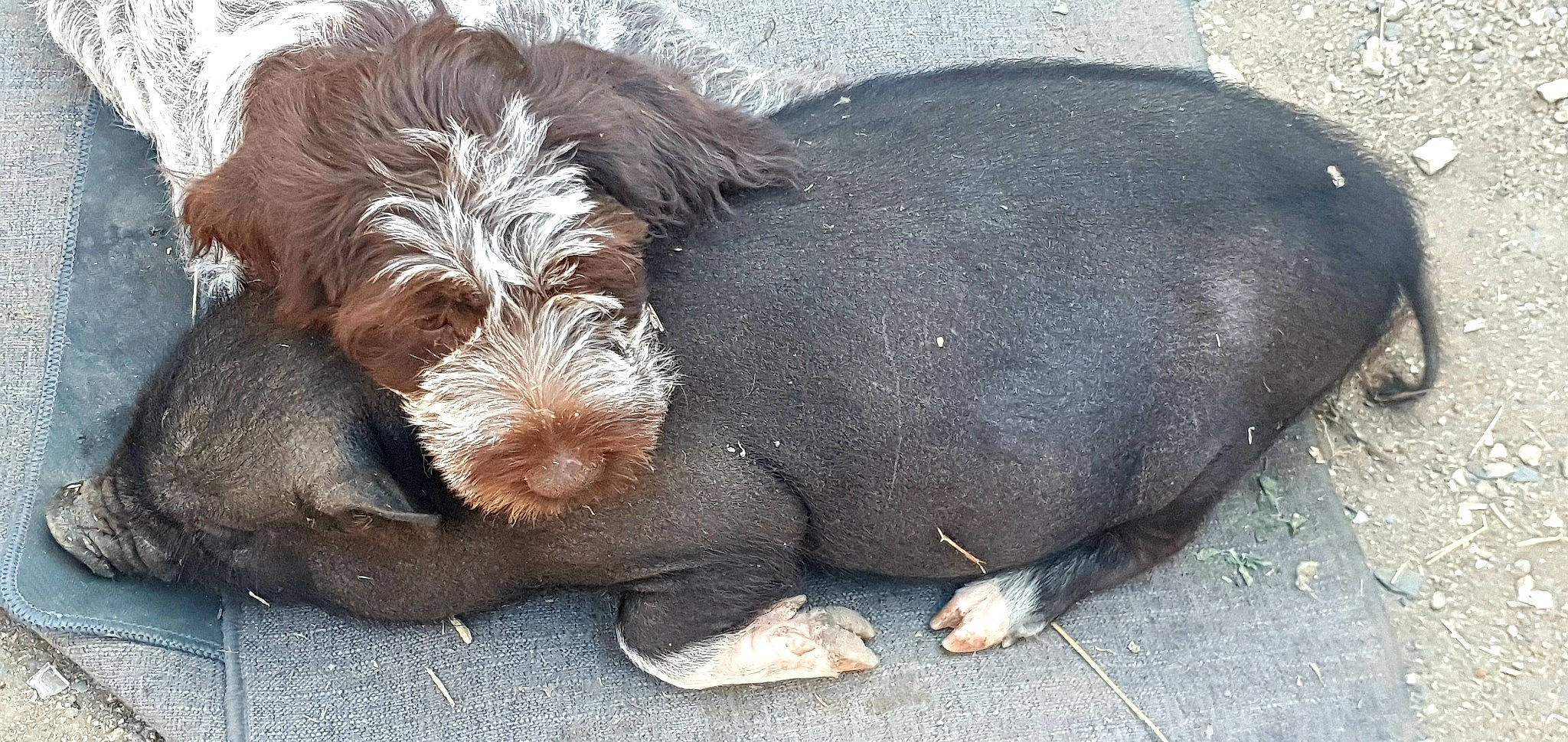 Saya participe au concours pour gagner de l'argent avec cette photo : canidae, carnivore, companion_dog, dog, dog_breed, foot, fur, liver, paw, snout, sporting_group, terrestrial_animal, toy_dog, water_dog, working_animal