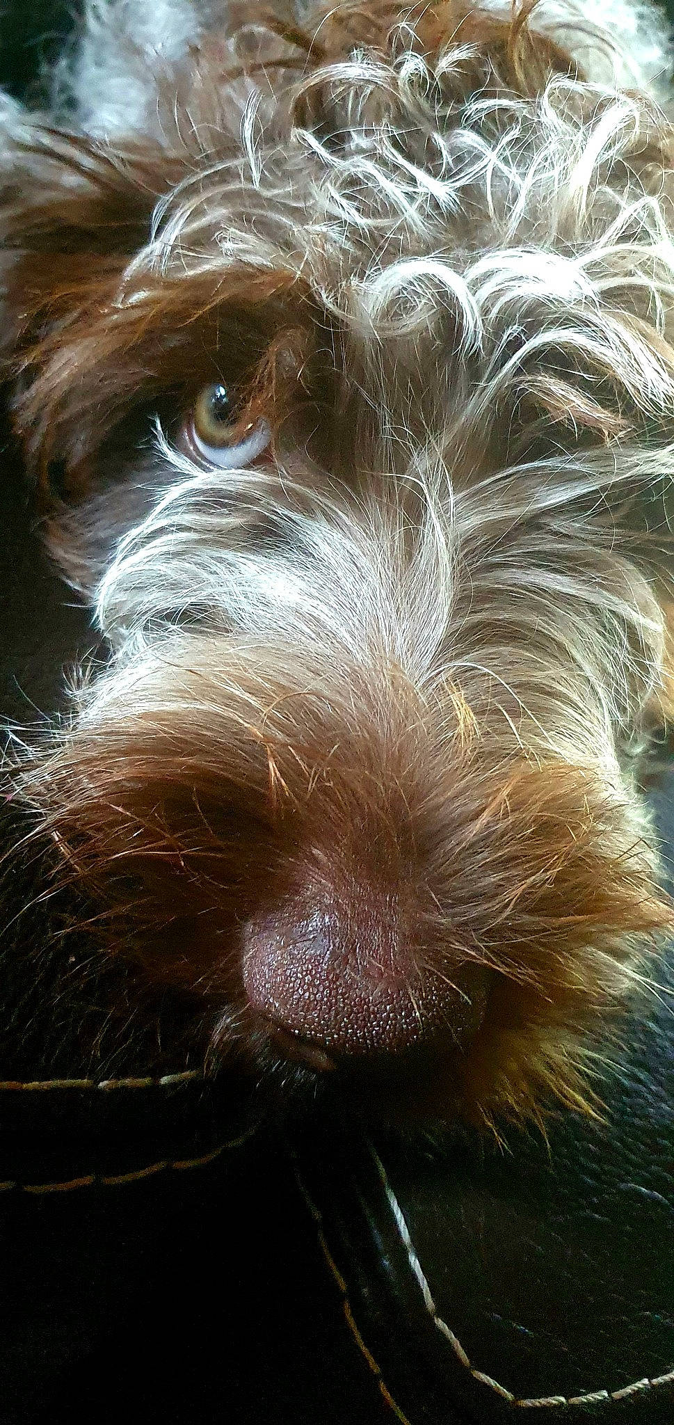 Saya a rejoint le concours — aidez-le/la à gagner de superbes lots ! airedale_terrier, australian_silky_terrier, australian_terrier, canidae, carnivore, close_up, companion_dog, dog, dog_breed, fur, liver, small_terrier, snout, sporting_group, terrier, toy_dog, water_dog, welsh_terrier, whiskers, working_animal