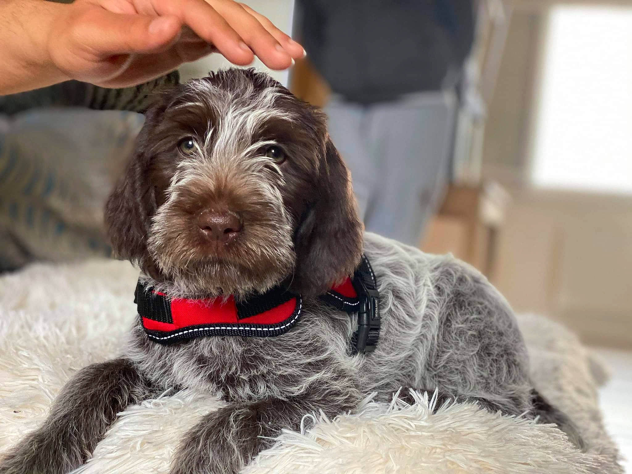 Saya participe au concours pour gagner de l'argent avec cette photo : canidae, carnivore, collar, companion_dog, dog, dog_breed, dog_collar, dog_supply, event, fur, liver, pet_supply, pudelpointer, snout, sporting_group, stichelhaar, terrier, water_dog, working_animal
