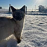 Neige a rejoint le concours — aidez-le/la à gagner de superbes lots ! cat, snow, winter, outdoor, animal, pet, feline, blue_eyes, fur, ears, whiskers, snowfield, sunlight, sunny, rural, fence, field, portrait, backlighting, walking