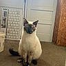 Neige a rejoint le concours — aidez-le/la à gagner de superbes lots ! cat, siamese_cat, pet, animal, sitting, portrait, blue_eyes, pointed_ears, cream_fur, dark_face, dark_paws, dark_tail, indoor, garage, carpet, door, calendar, bucket, wood_paneling, photography