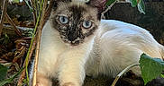 Neige a rejoint le concours — aidez-le/la à gagner de superbes lots ! cat, siamese_cat, blue_eyes, feline, pet, animal, lying_down, outdoor, garden, leaves, vines, branches, foliage, nature, portrait, close_up, fur, whiskers, tail, relaxed