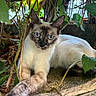 cat, siamese_cat, blue_eyes, feline, pet, animal, lying_down, outdoor, garden, leaves, vines, branches, foliage, nature, portrait, close_up, fur, whiskers, tail, relaxed