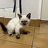 kitten, cat, siamese_cat, fluffy, white_fur, dark_ears, dark_face, blue_eyes, sitting, indoors, bathroom, tile_floor, wall, tail, paws, portrait, cute, alert, pet, household