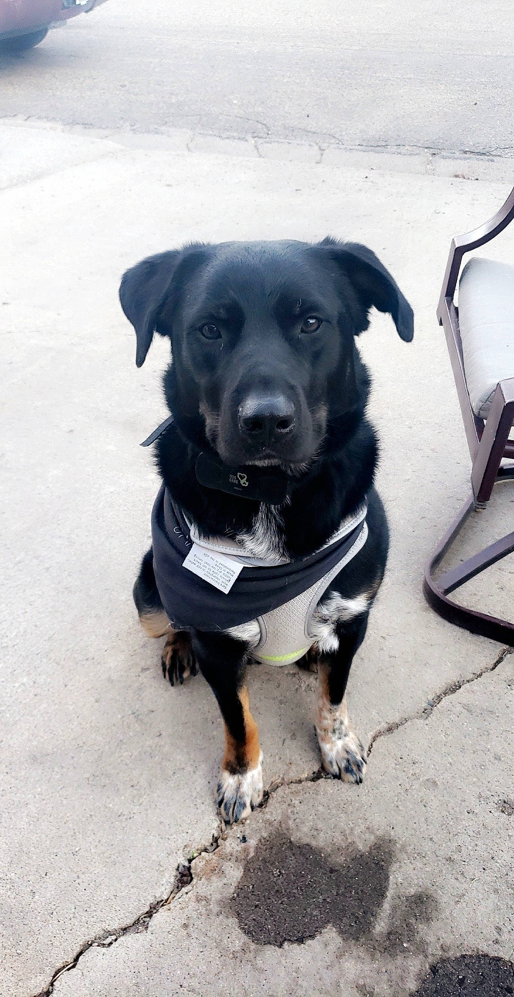 Baxter is registered to the contest to win money with this photo: adventure, borador, canidae, carnivore, companion_dog, dog, dog_breed, hunting_dog, labrador_retriever, patterdale_terrier, potcake_dog, rare_breed_dog, snout, sporting_group, street_dog, tail, working_dog