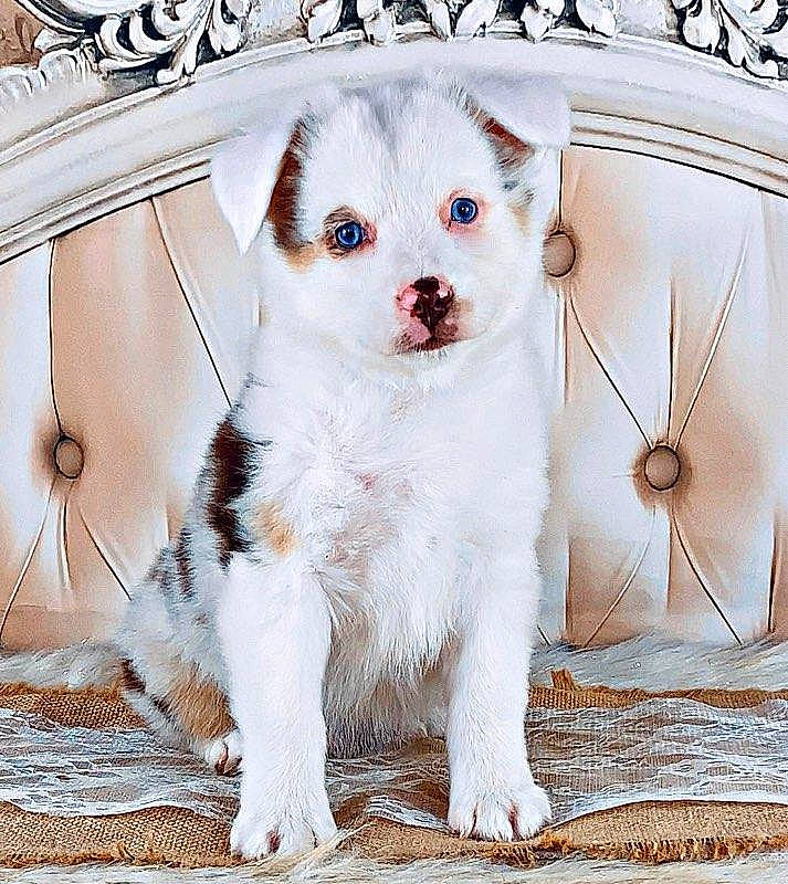 Chevy is registered to the contest to win money with this photo: canidae, carnivore, companion_dog, dog, dog_breed, mammal, puppy, rare_breed_dog, siberian_husky, sporting_group, whiskers