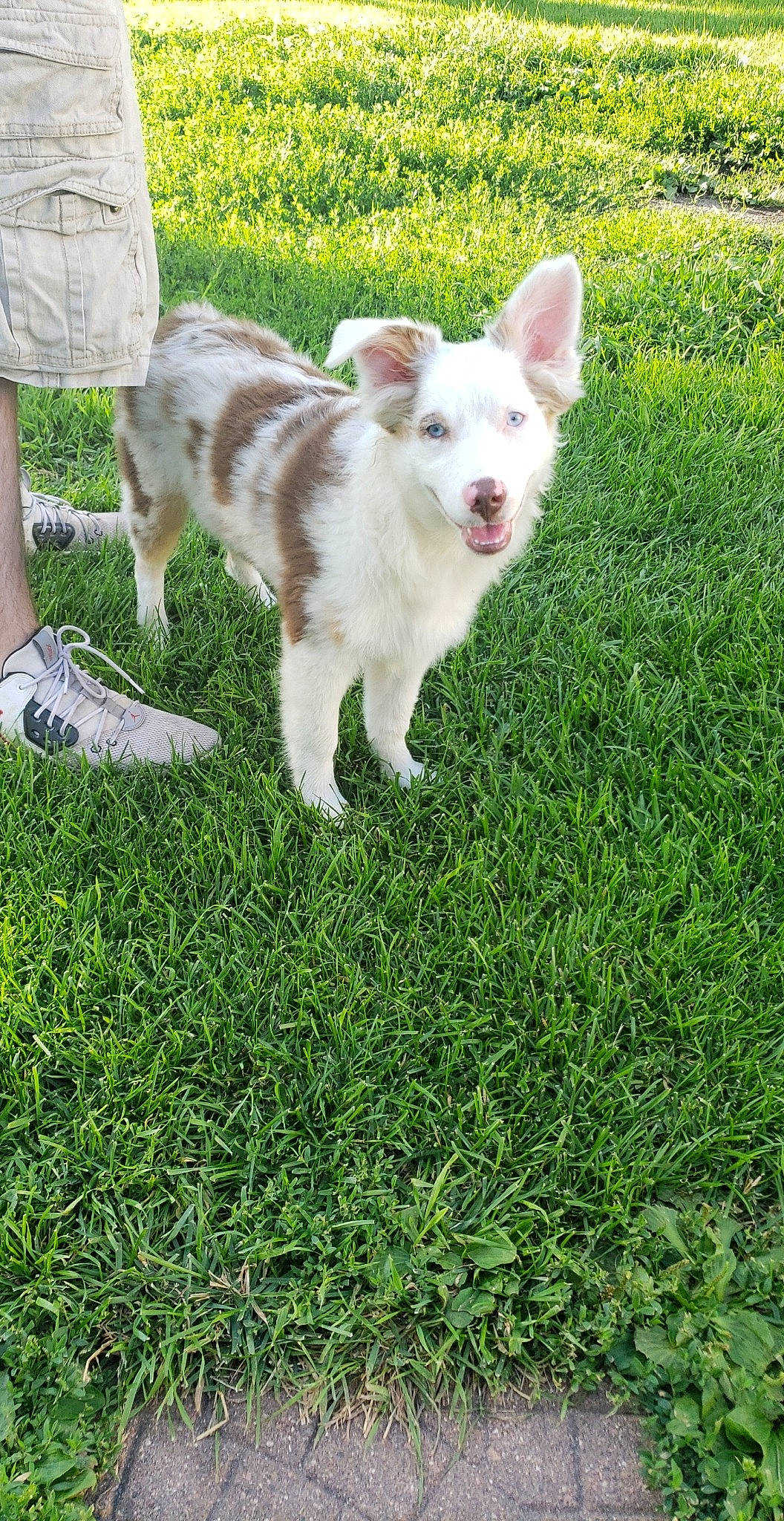 Chevy joined the competition — help win amazing prizes! canidae, carnivore, companion_dog, dog, dog_breed, fawn, grass, mammal, plant, puppy, vertebrate