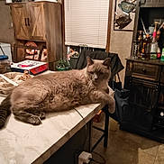 Smokey is registered to the contest to win money with this photo: cat, feline, animal, indoor, kitchen, countertop, furniture, window, blinds, chair, cabinet, floor, domestic, household, relaxed, resting, pet, beige, cozy, table