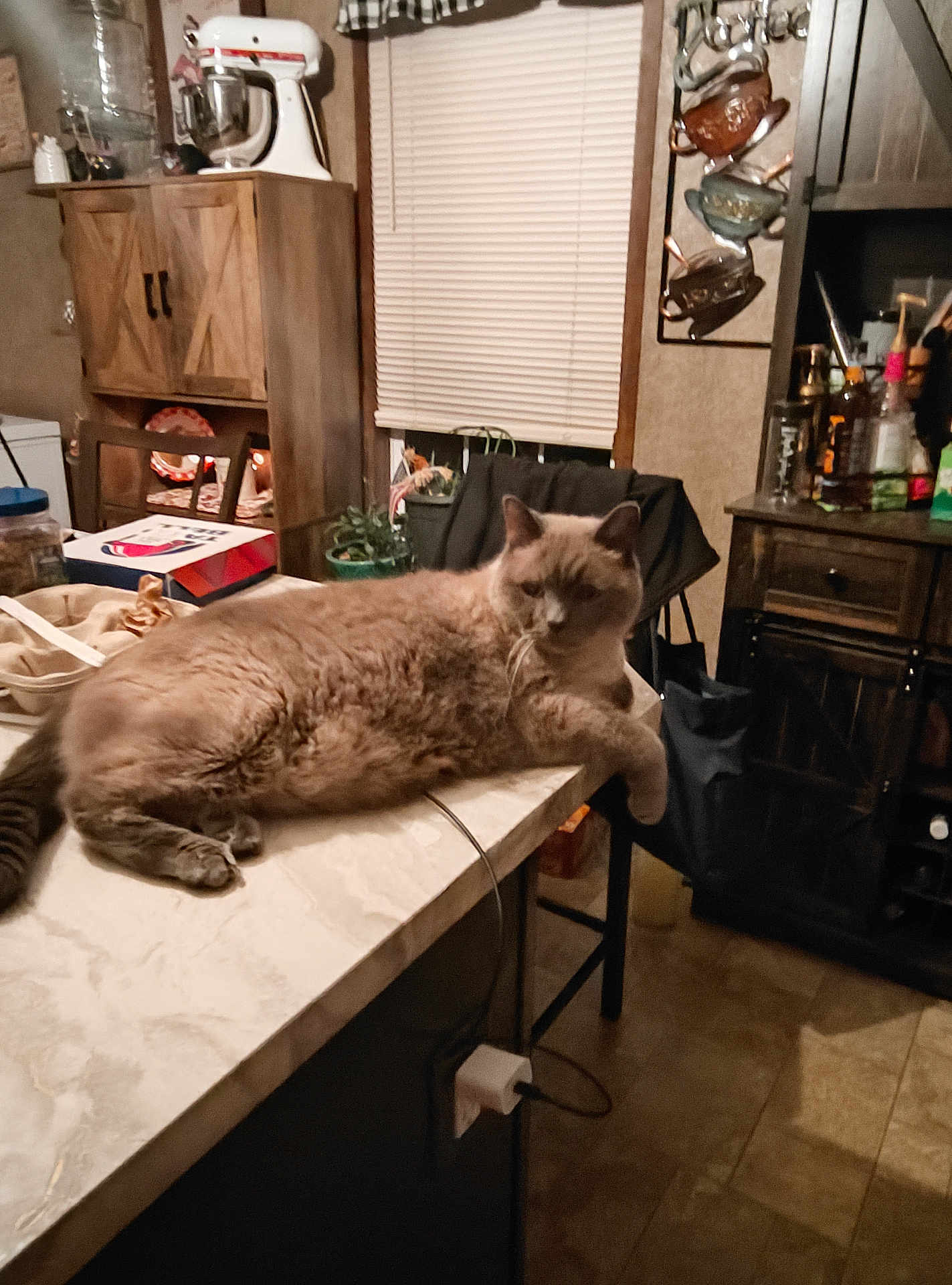 Smokey is registered to the contest to win money with this photo: cat, feline, animal, indoor, kitchen, countertop, furniture, window, blinds, chair, cabinet, floor, domestic, household, relaxed, resting, pet, beige, cozy, table