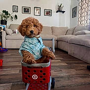 Oakley joined the competition — help win amazing prizes! puppy, dog, toy_cart, blue_shirt, living_room, couch, wooden_floor, plant, picture_frames, curtains, indoor, pet, cute, small, brown_fur, furniture, home, adorable, playful, domestic_animal