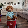 puppy, dog, toy_cart, blue_shirt, living_room, couch, wooden_floor, plant, picture_frames, curtains, indoor, pet, cute, small, brown_fur, furniture, home, adorable, playful, domestic_animal