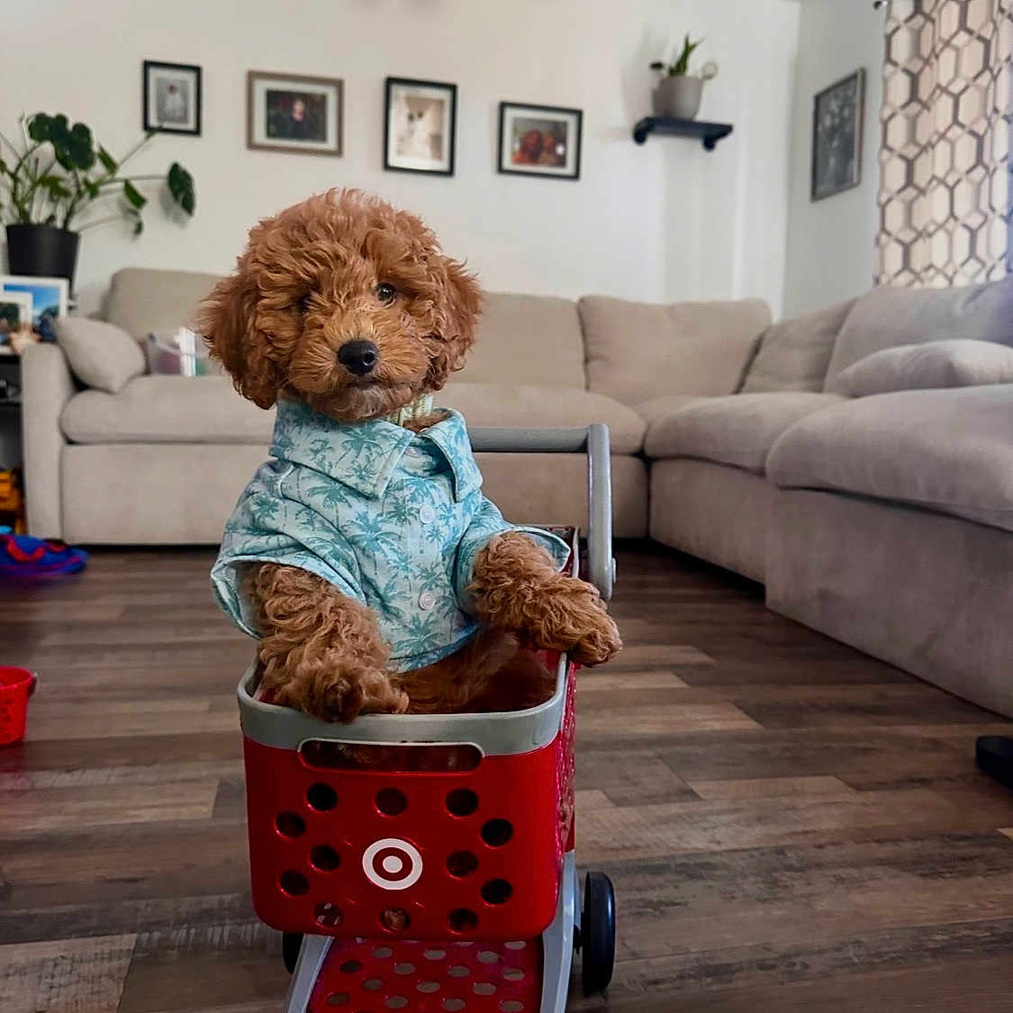 Oakley joined the competition — help win amazing prizes! puppy, dog, toy_cart, blue_shirt, living_room, couch, wooden_floor, plant, picture_frames, curtains, indoor, pet, cute, small, brown_fur, furniture, home, adorable, playful, domestic_animal