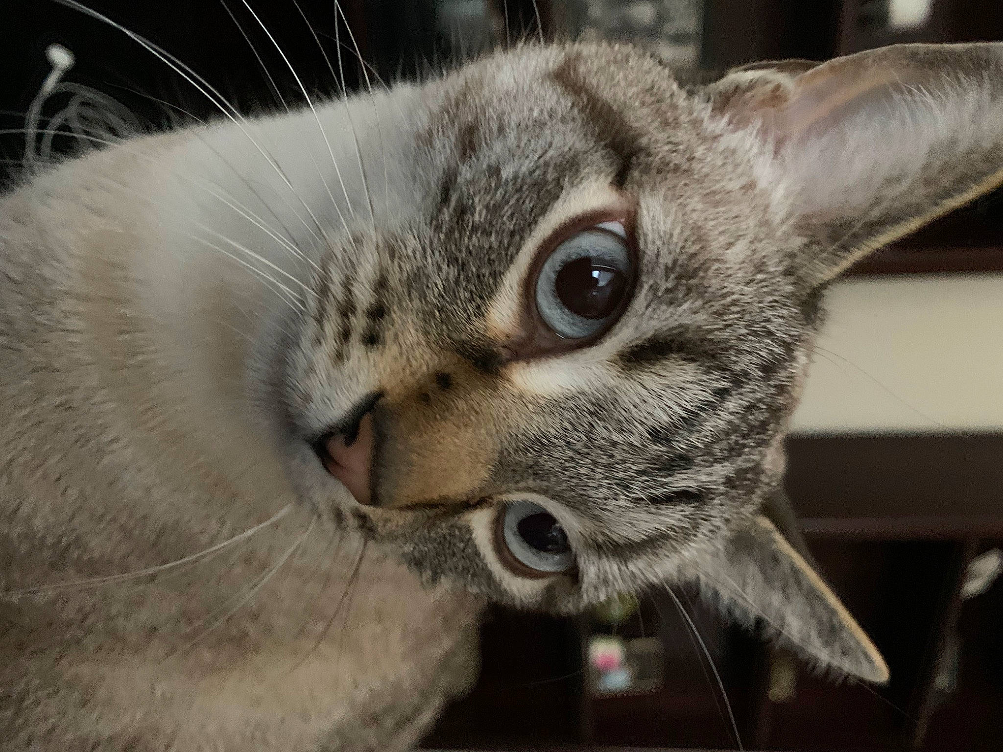 Herman is registered to the contest to win money with this photo: carnivore, cat, claw, close_up, domestic_short_haired_cat, ear, felidae, fur, grey, paw, small_to_medium_sized_cats, snout, terrestrial_animal, whiskers, wildlife, window