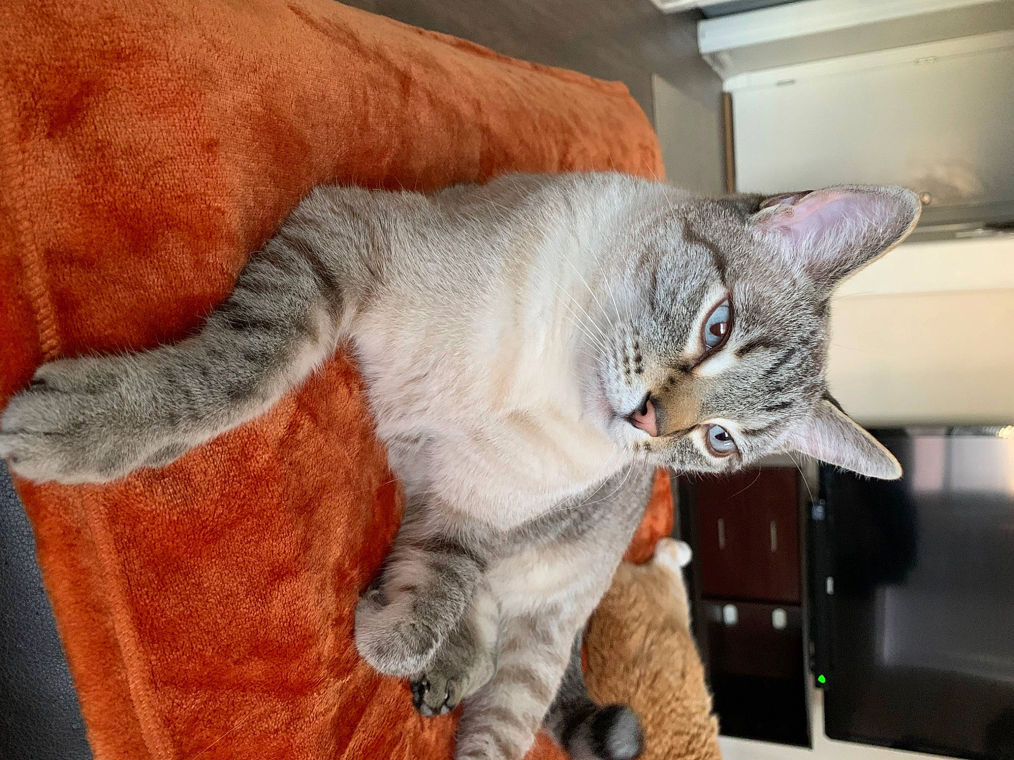 Herman is registered to the contest to win money with this photo: carnivore, cat, cat_supply, chartreux, claw, comfort, domestic_short_haired_cat, felidae, fur, grey, nap, pattern, paw, russian_blue, small_to_medium_sized_cats, tail, whiskers, window