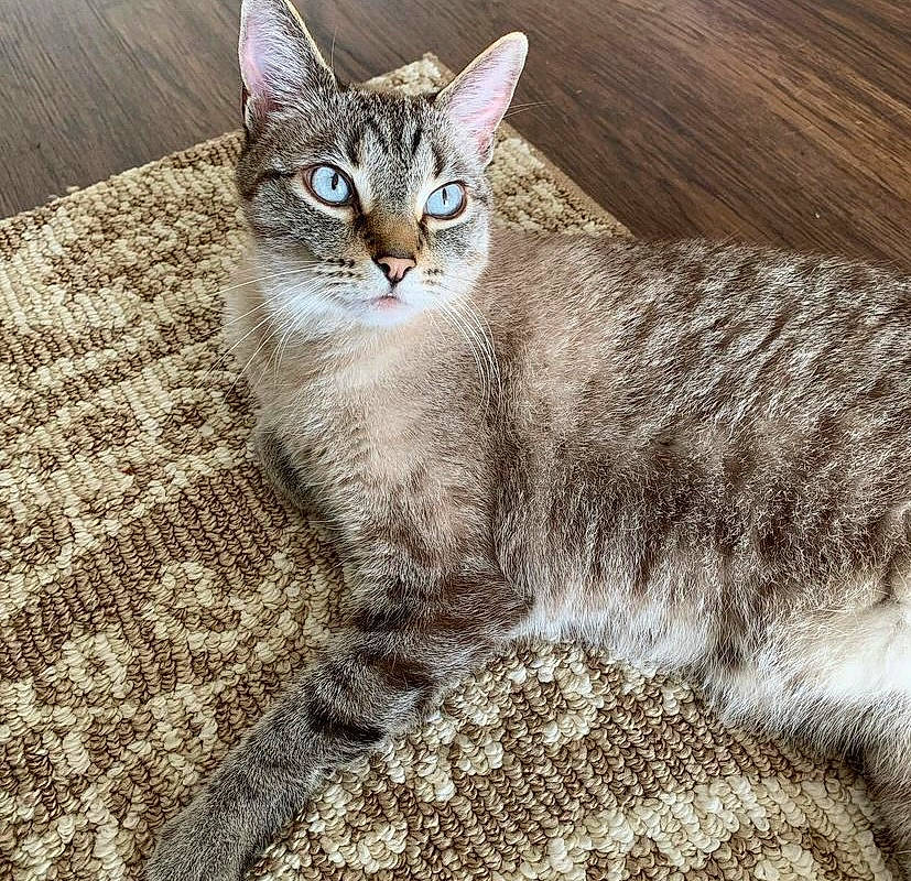 Herman joined the competition — help win amazing prizes! carnivore, cat, claw, domestic_short_haired_cat, fawn, felidae, fur, photo_caption, sitting, small_to_medium_sized_cats, snout, tail, terrestrial_animal, whiskers, wildlife