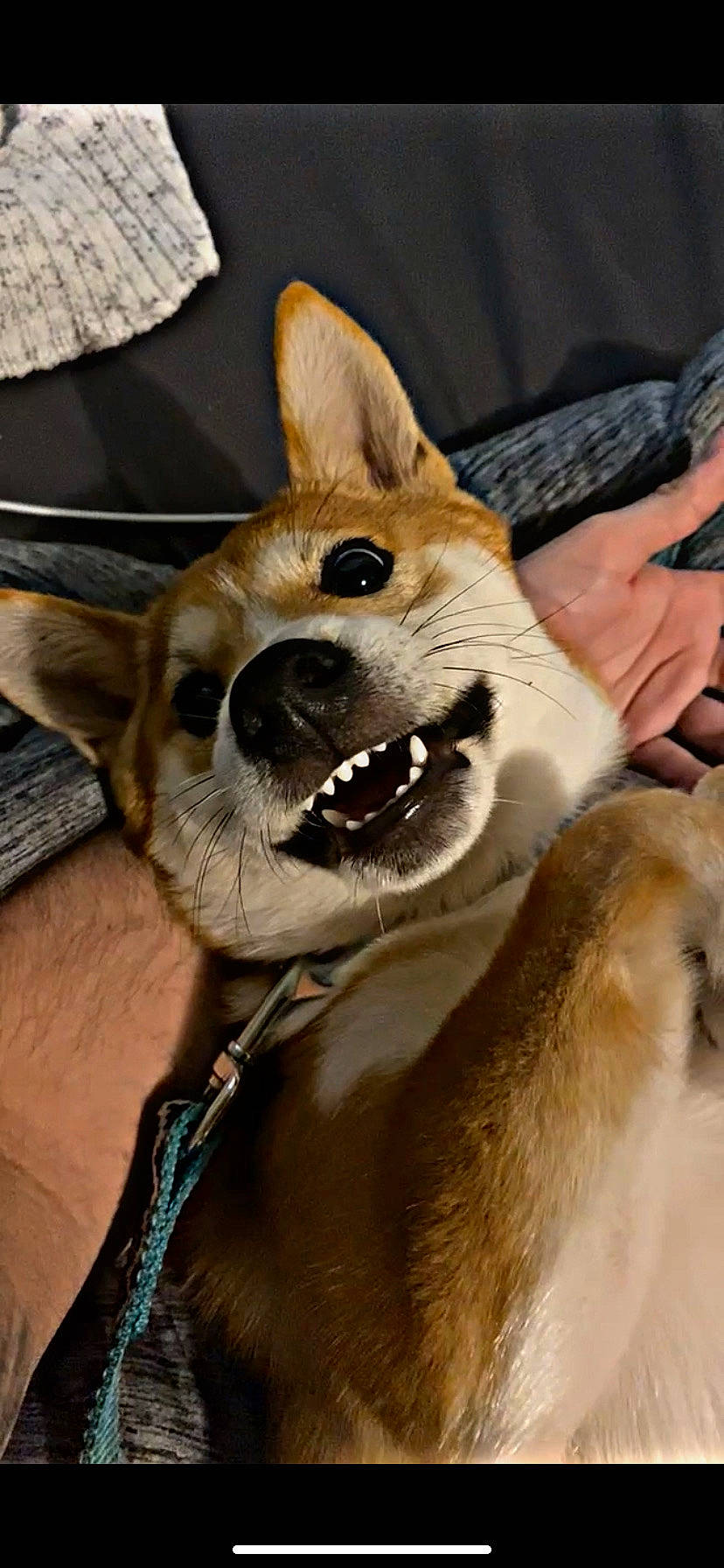 Gon is registered to the contest to win money with this photo: canidae, cardigan_welsh_corgi, carnivore, collar, companion_dog, dog, dog_breed, dog_collar, dog_sports, dog_supply, fawn, fur, leash, pomeranian, snout, spitz, sporting_group, whiskers, working_animal, working_dog