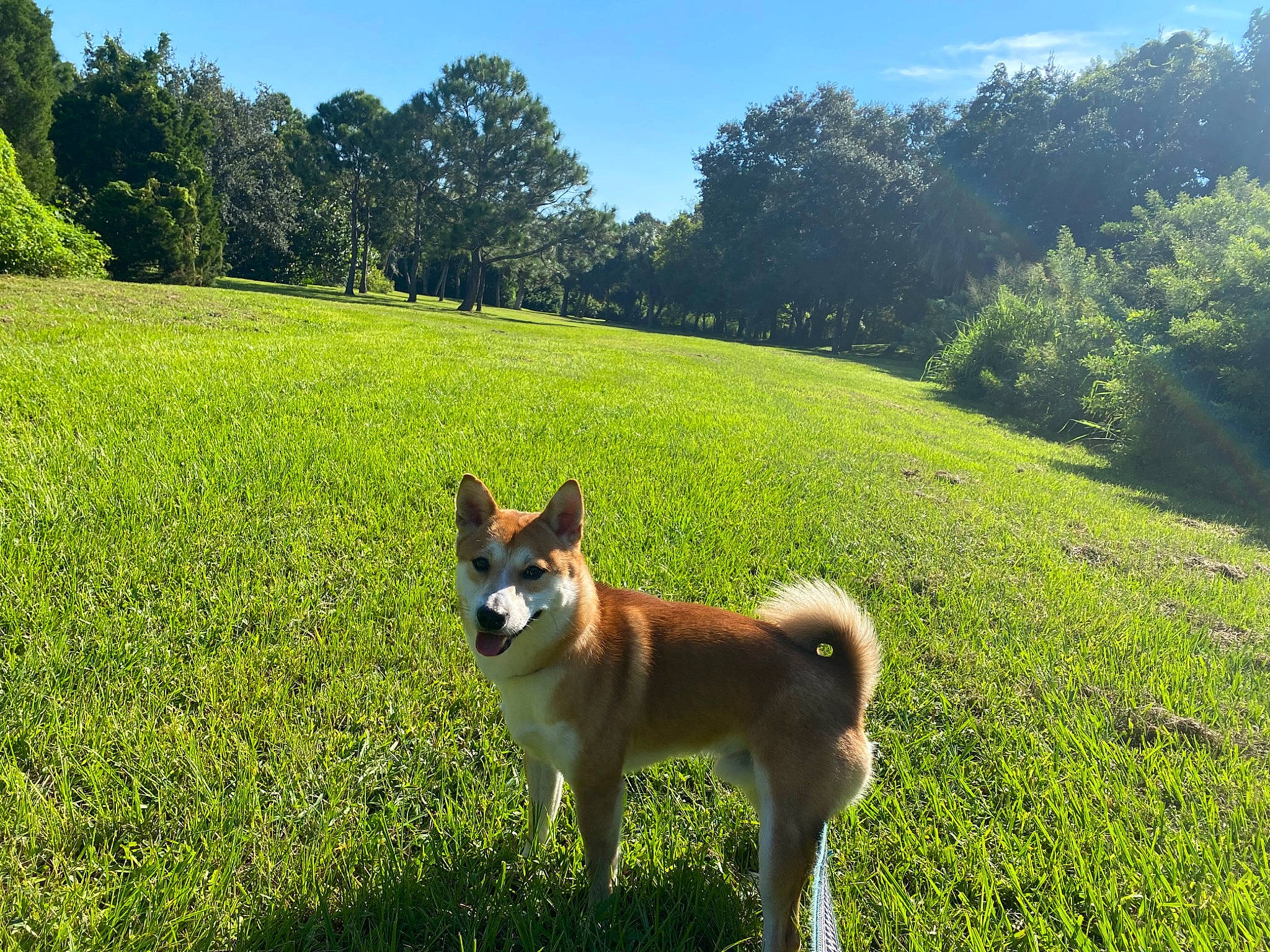 Gon joined the competition — help win amazing prizes! carnivore, companion_dog, dog, dog_breed, grass, grass_family, grassland, green, landscape, lawn, meadow, natural_landscape, pasture, people_in_nature, plant, sky, sporting_group, tail, tree, vertebrate